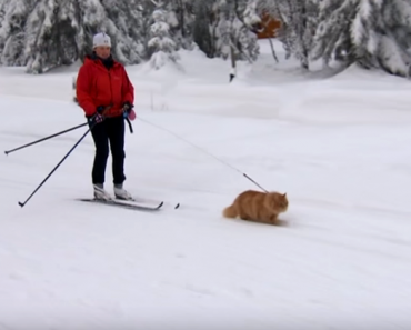 norwegian-cat